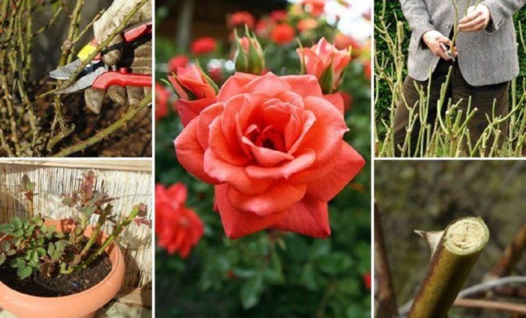 Cum se taie trandafirii primăvara - Sfaturi pentru începători