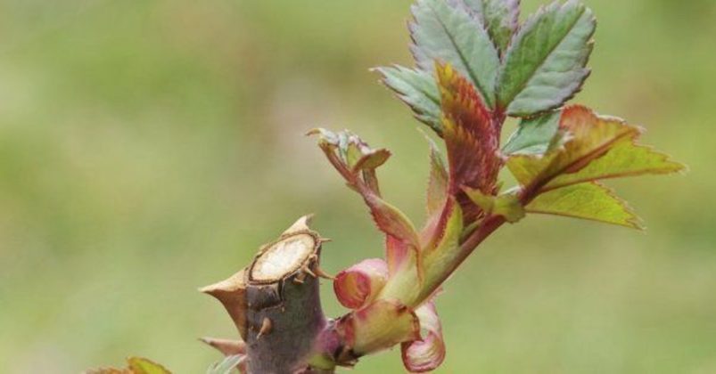 Iată cum se taie corect trandafirii din grădină