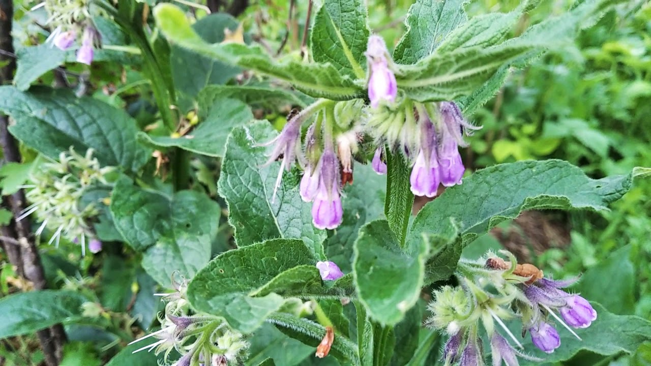 Tătăneasa - o plantă minune bine-cunoscută încă din timpul dacilor