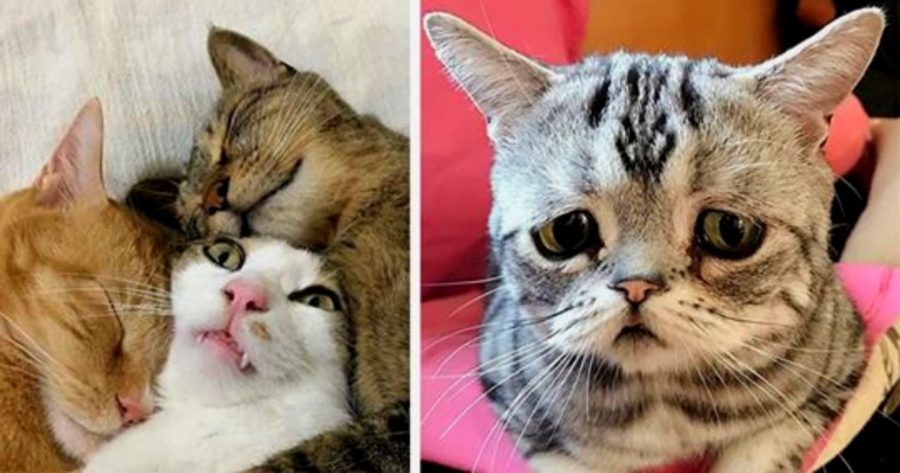 20 Imagini Emoționante și Amuzante cu Pisici