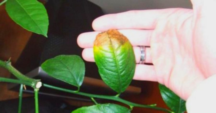 Și ție ți se usucă varful de la frunzele plantelor? Iată cum le poți trata!