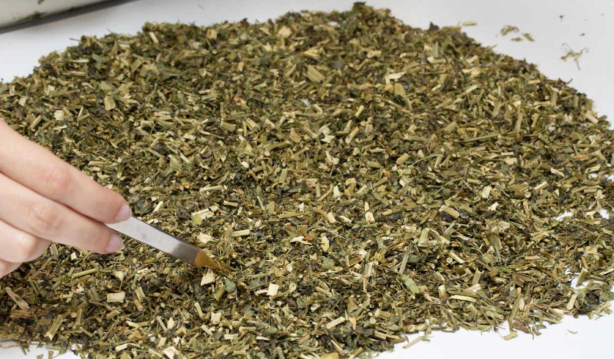 Învață să faci TINCTURĂ din FRUNZE de NUC - este bună pentru zeci de boli și se prepară extrem de ușor