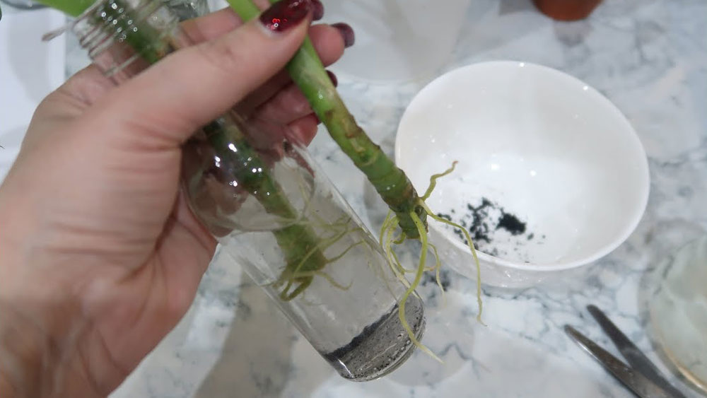 Iată ce să faci ca trandafirii tăi să prindă rădăcini – 3 metode simple dar eficiente