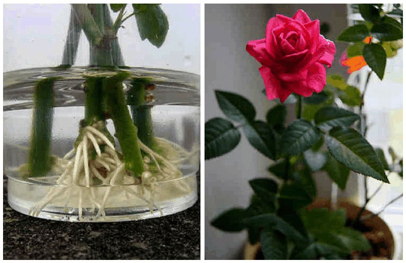 Iată ce trebuie să faci ca trandafirii tăiați să prindă rădăcină – 3 SECRETE simple și eficiente