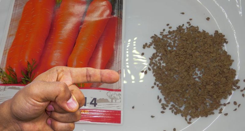 Cum să tratezi semințele de morcov înainte de plantare astfel încât să nu fie atacate de boli și dăunători