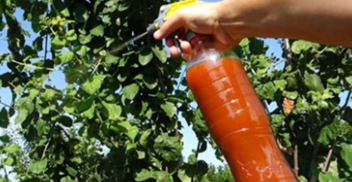 Cel mai bun tratament fără chimicale pentru afide - ai nevoie de...