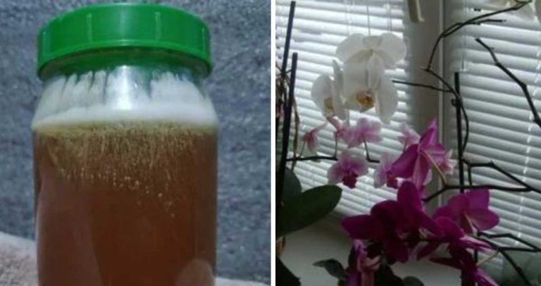 Am făcut ACEST AMESTEC în 2 minute