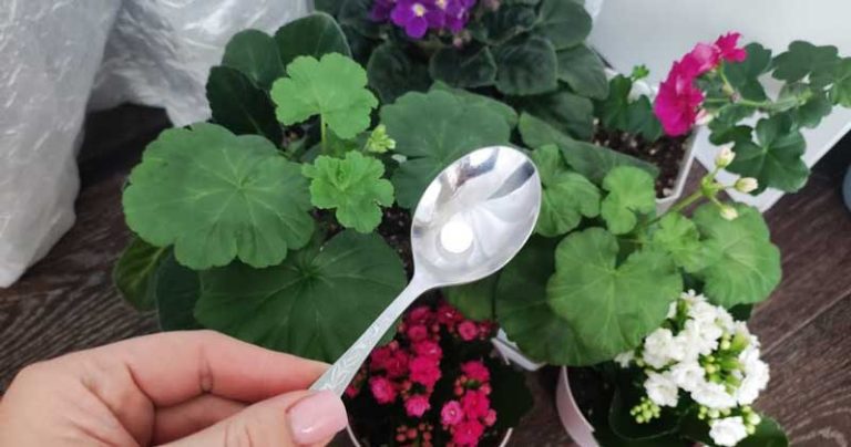 Pune o picătură din această substanță la fiecare plantă și vor fi verzi tot timpul