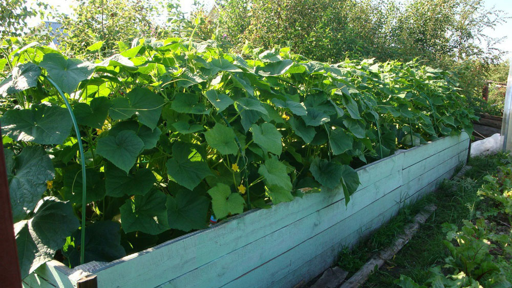 Îngrășământ natural pentru castraveți – creștere rapidă