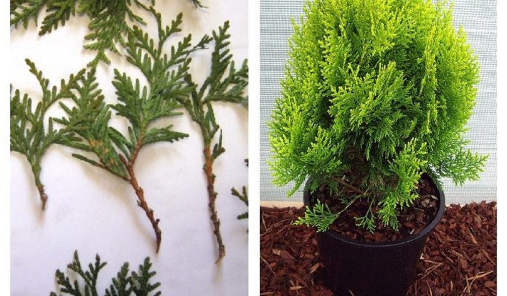 Iată cum se cultivă tuia în butași - Perfecte pentru amplificarea designului ambiental