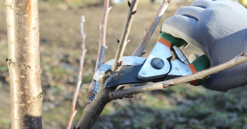 Cum se tund merii - Ține cont de aceste sfaturi importante înainte de a începe!