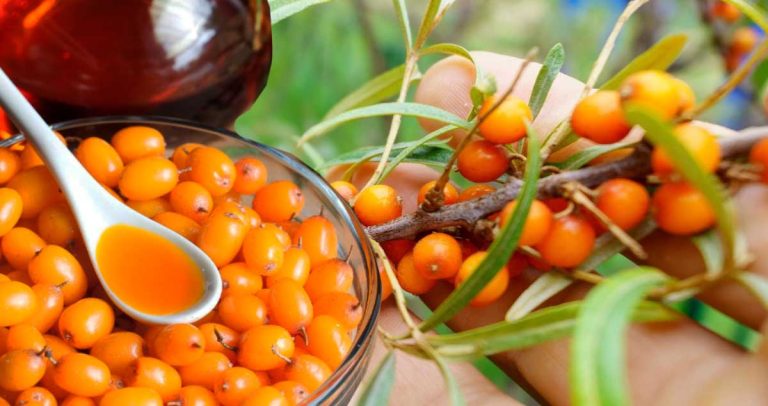 ULEIUl de CĂTINĂ - Scade GLICEMIA și Protejează FICATUL