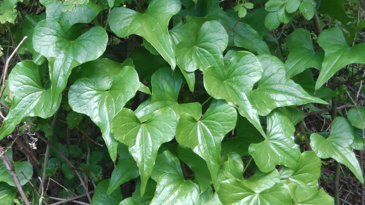 Untul Pământului - efect rubefiant cu efecte în reumatism (vezi rețeta)