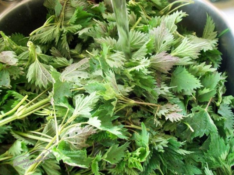 Urzica - o plantă recomandată chiar și de medici pentru diverse afecțiuni