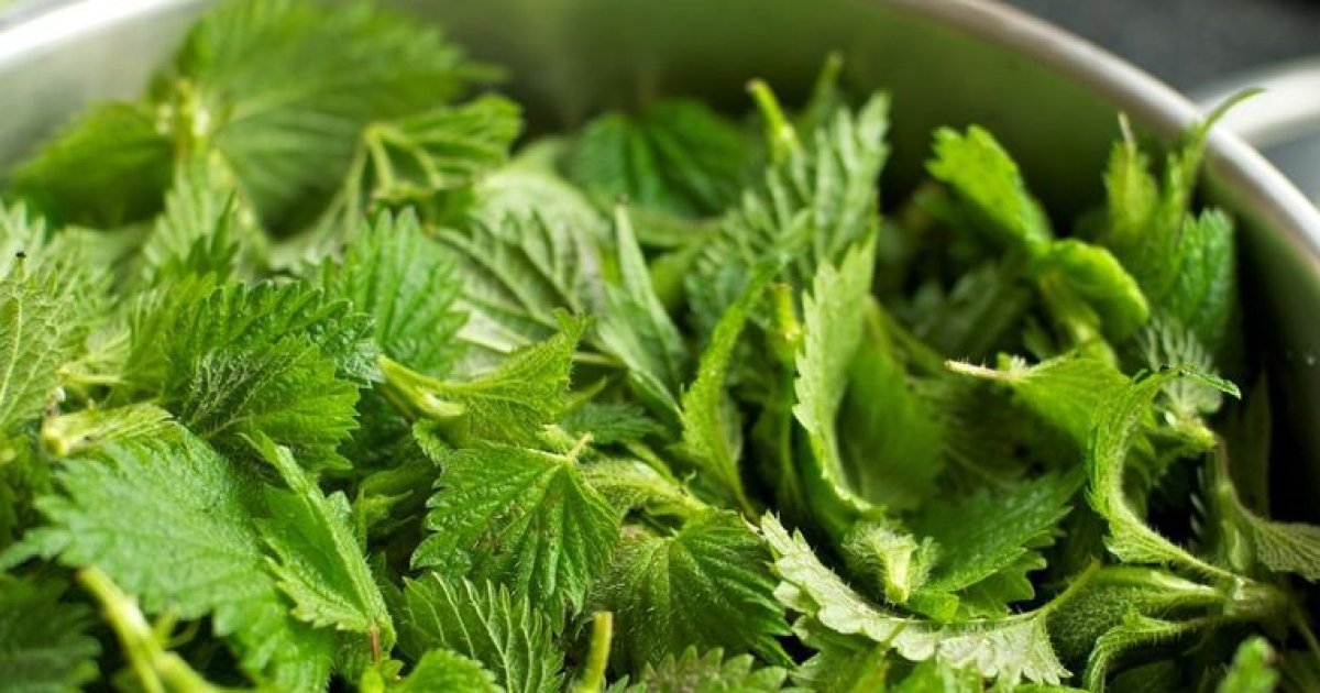 Urzicile - Denumite Aurul Verde. Vezi 3 rețete cum le poți prepara să nu se piardă vitaminele