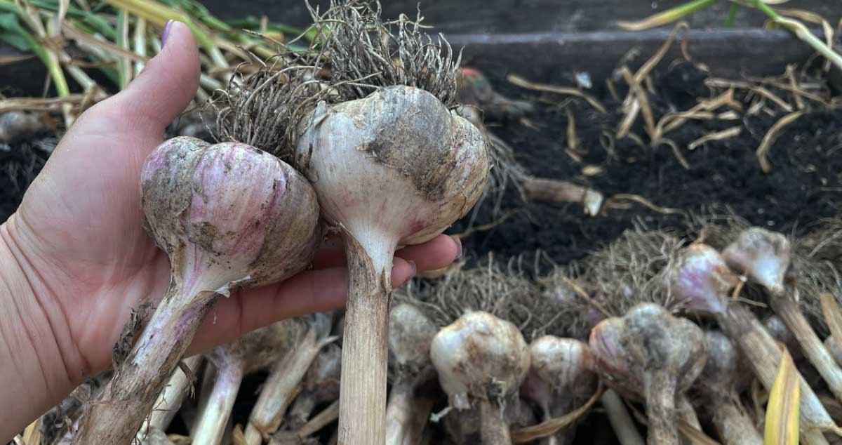 Fertilizarea USTUROIULUI - Vezi CUM POȚI Obține un USTUROI Mare Cât un MĂR
