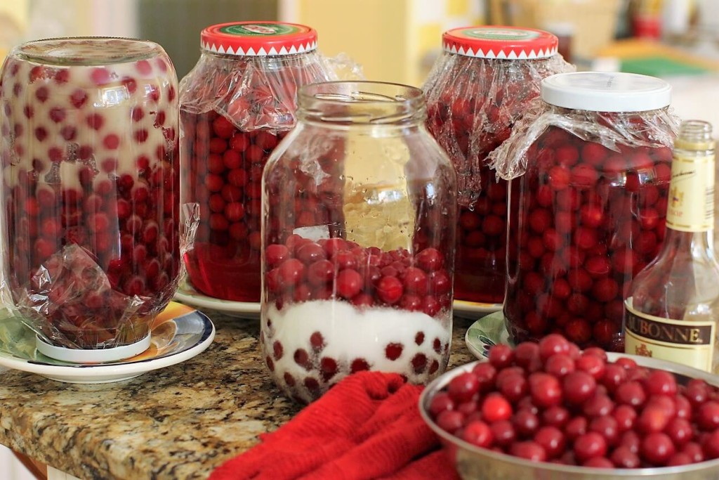 Cum se face visinata - La 1 kg de visine punem 400 g de zahar tos si alcool rafinat de 80 de grade