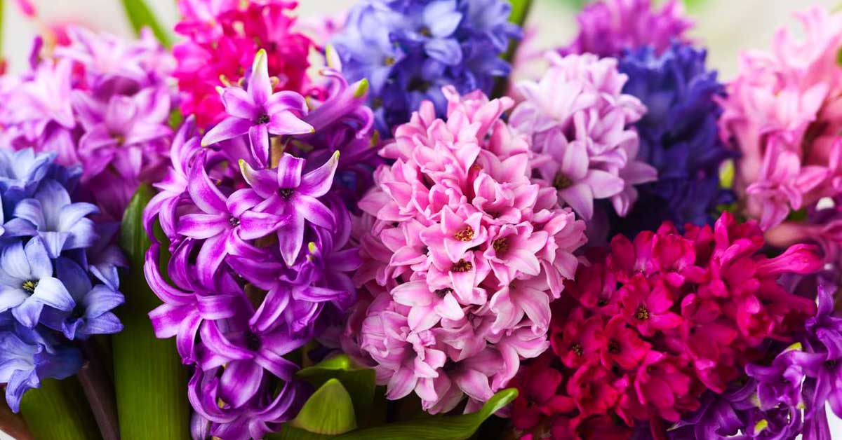 Cel mai bun moment pentru cultivarea bulbilor de zambile - poți avea zambile frumos colorate și parfumate chiar și de Crăciun