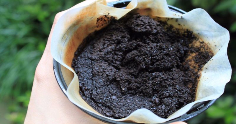 Zațul de cafea- Un adevărat ajutor în grădină. Iată cum se folosește